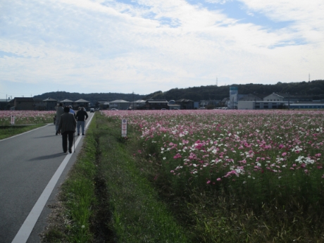 コスモス畑へ外出 